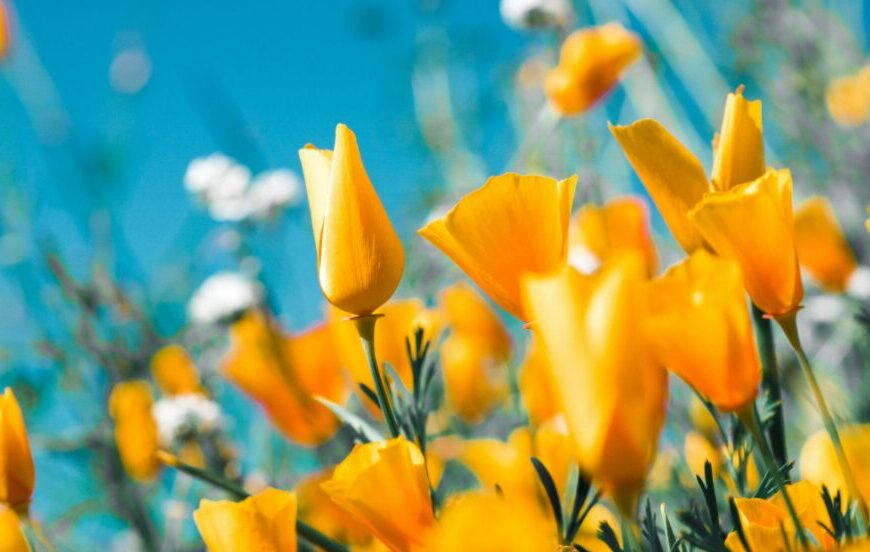 Օդի ջերմաստիճանը կբարձրանա