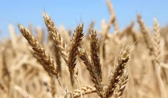 Կատարվել է աշնանացան ցորենի վնասվածության գնահատում